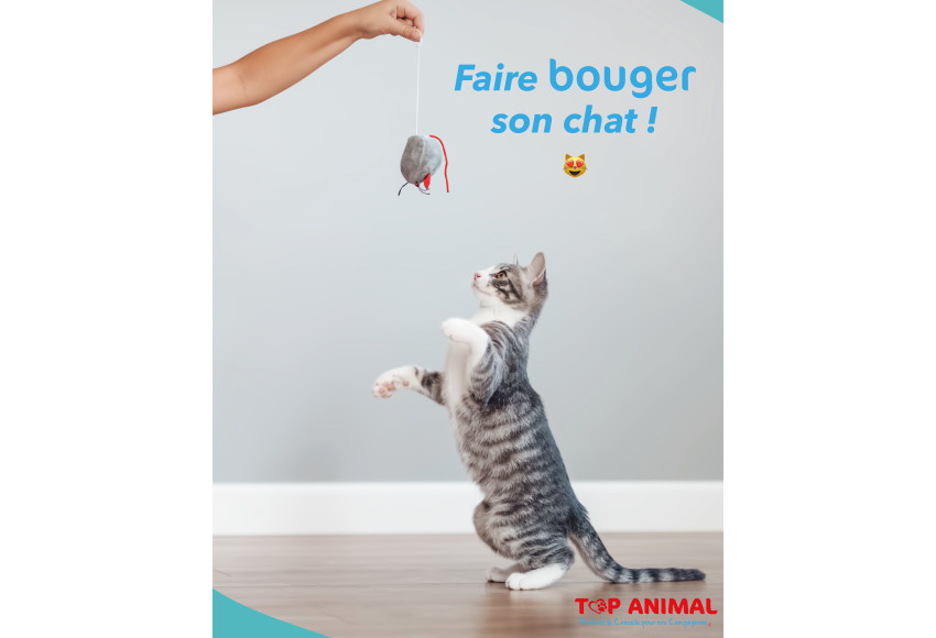 FAIRE BOUGER SON CHAT !